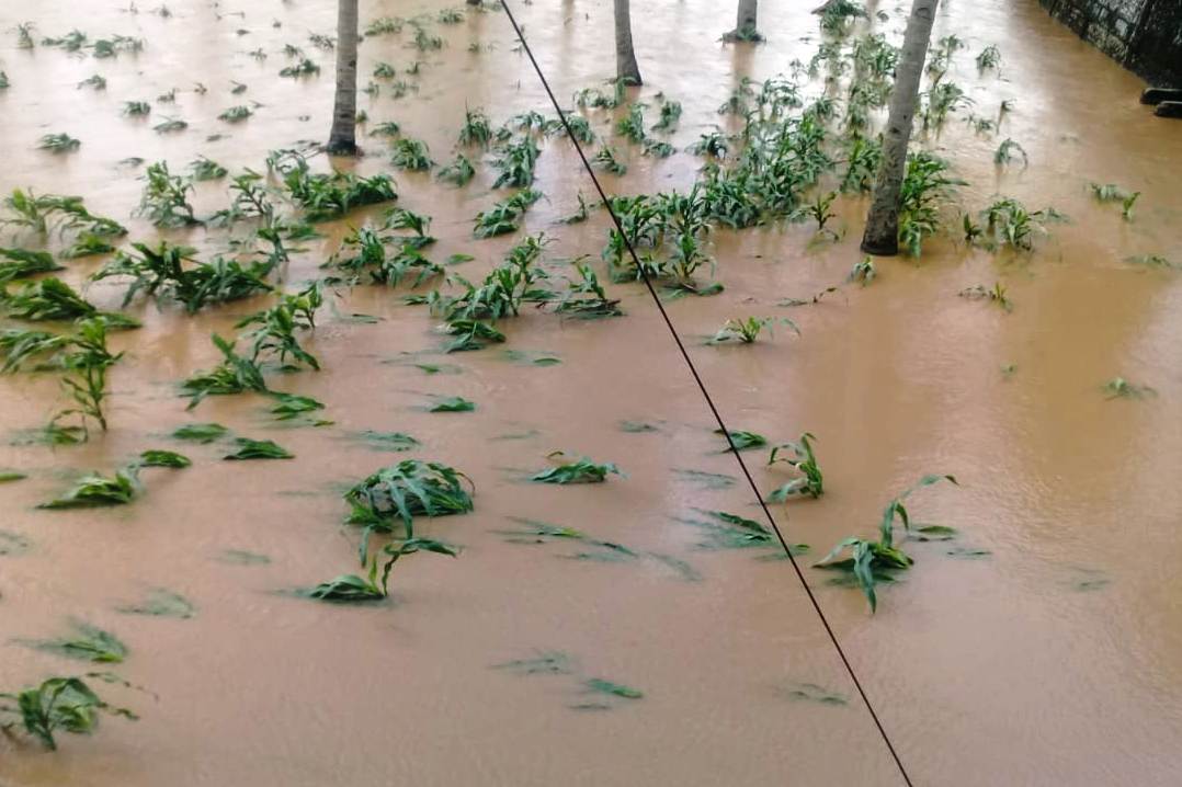 Pertanaman padi terendam banjir.
