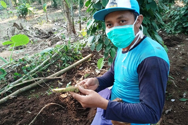    Meskipun sedang pandemi, pekebun tetap konsisten produksi lada.
