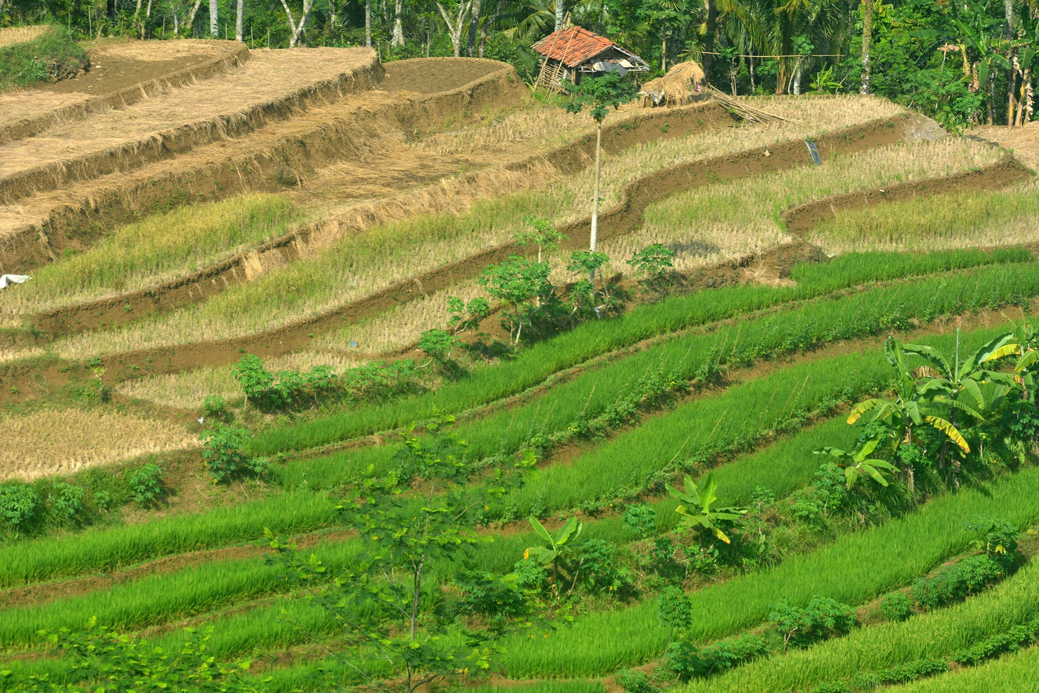 Memasuki kemarau, sebagian petani di wilayah perbukitan Desa Petahunan, Kecamatan Pekuncen, Banyumas, Jawa Tengah menanam padi.
