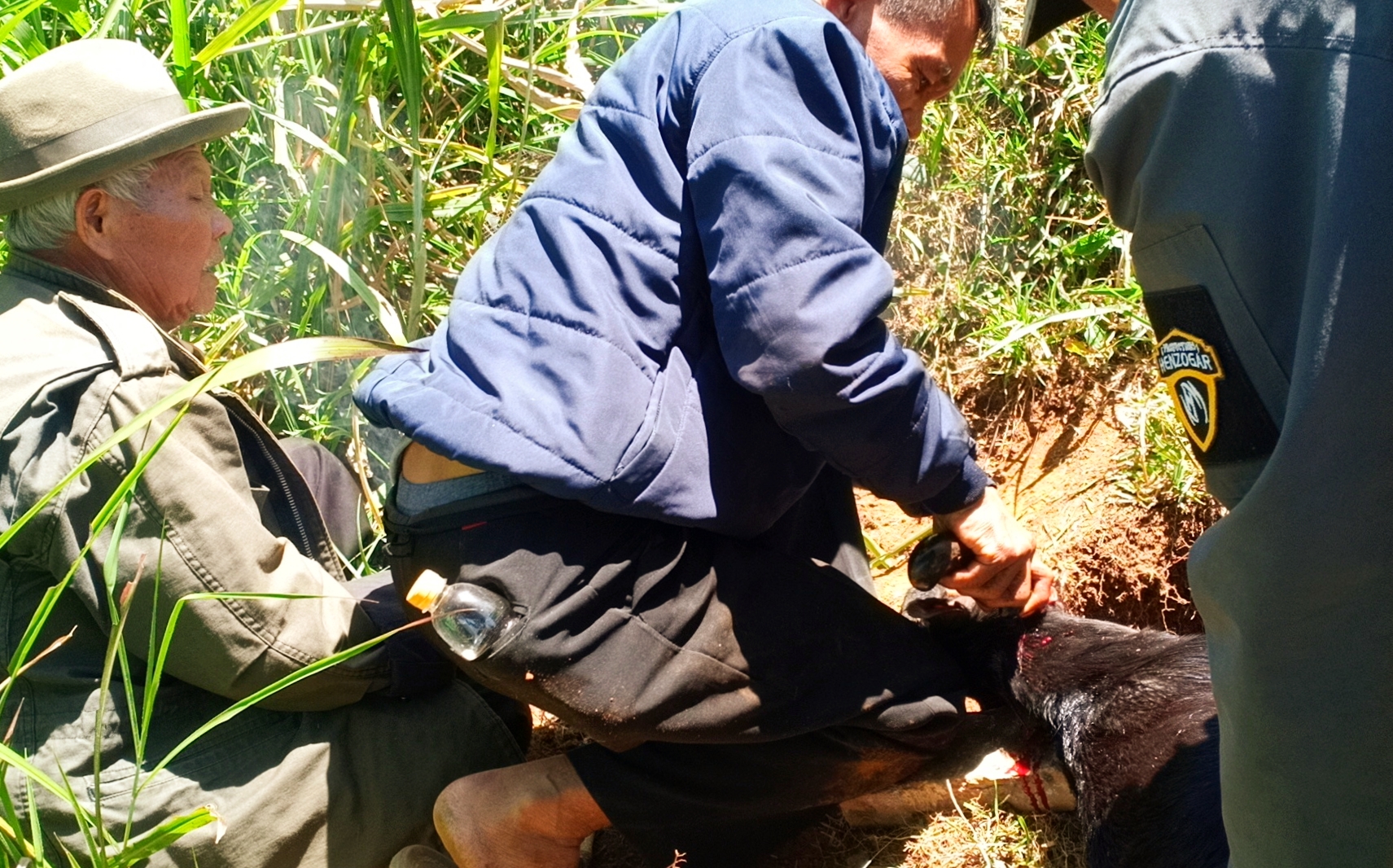 Seekor kambing berbulu hitam disembelih saat ruwatan lembur Gunung Geulis, di blok Gunung Putri Desa Jayagiri, Kecamatan Lembang