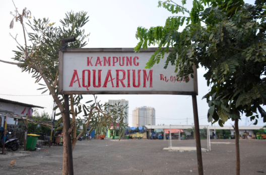 Sore hari di Kampung Akuarium, Penjaringan, Jakarta Utara, Kamis (17/10/2019). 