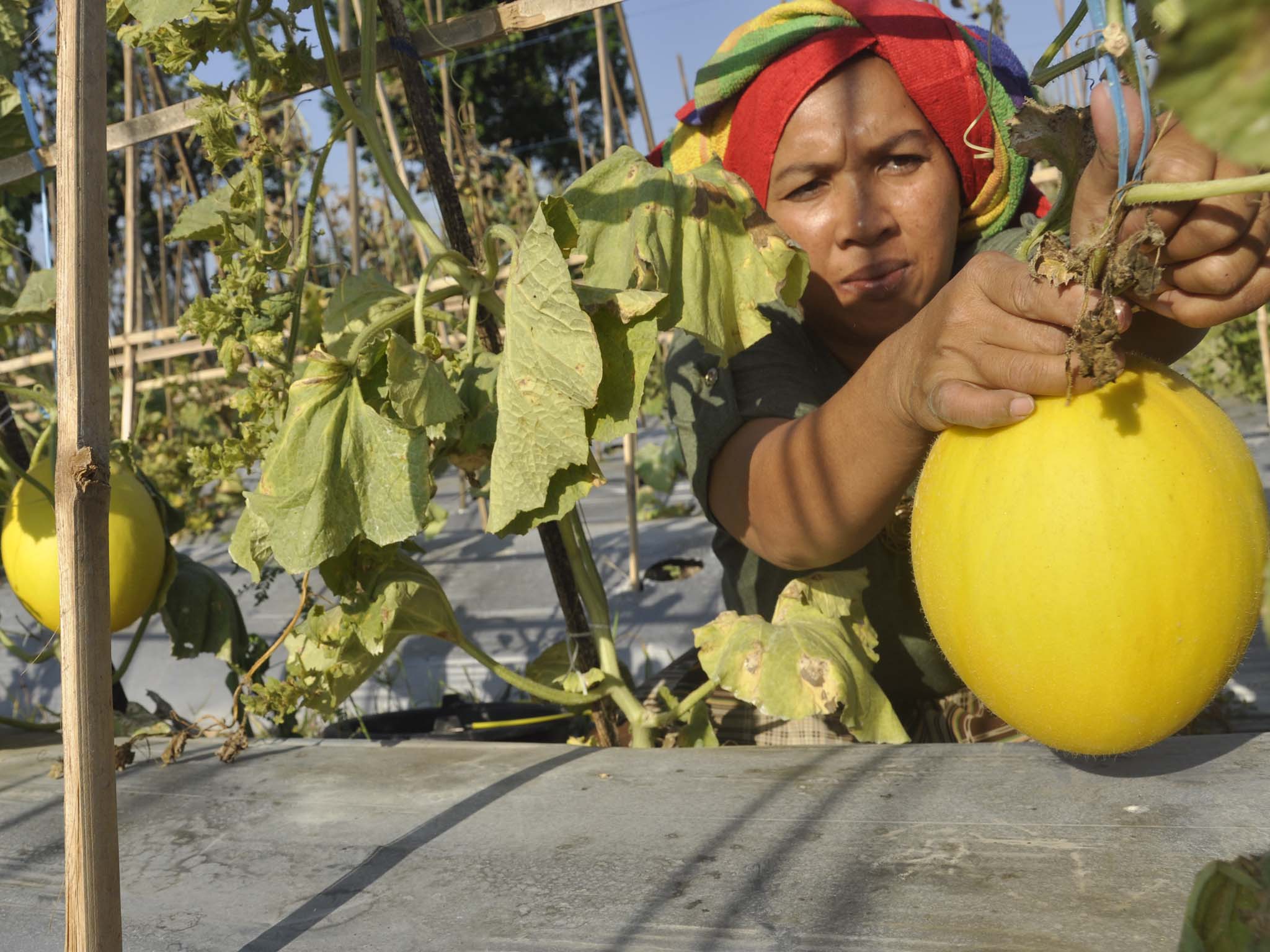 Petani memanen melon golden