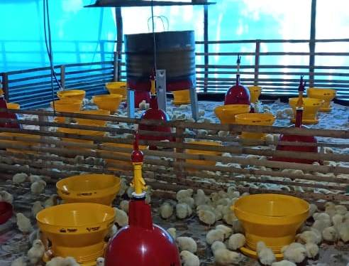 Badan Restorasi Gambut (BRG) gencar meningkatkan ekonomi warga dengan membangun kandang peternakan ayam.