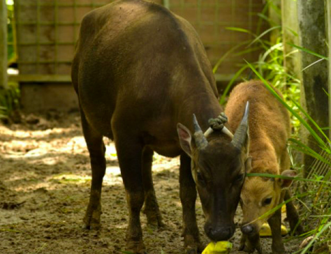 Induk Anoa dan bayi Anoa di Balai Litbang Lingkungan Hidup dan Kehutanan (BP2LHK) Manado, Sulawesi Utara. 