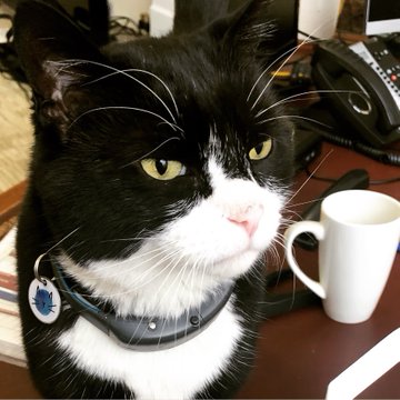 Palmerston kucing penghuni Kemenlu Inggris akan pensiun dari Kementerian Luar Negeri Inggris dan kembali ke desa.