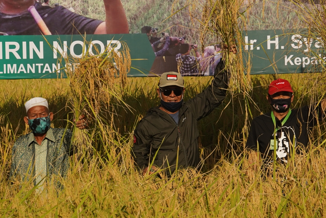 Gubernur Kalsel  H Sahbirin Noor yang disapa Paman Birin melakukan panen perdana padi di Desa Tajau Landung, Sei Tabuk, Banjar, Kalsel.  
