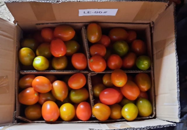 Anjloknya harga tomat saat ini tidak menguntungkan para petani di Kabupaten Bandung dan Bandung Barat.  