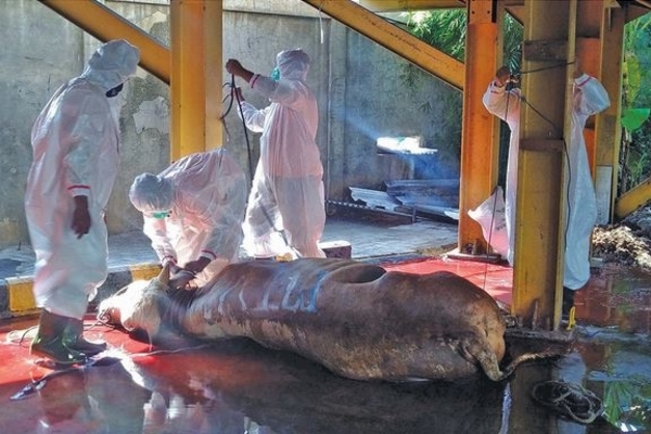 Petugas menggunakan APD melakukan pemotongan hewan kurban di kompleks Media Group, Jakarta, kemarin.