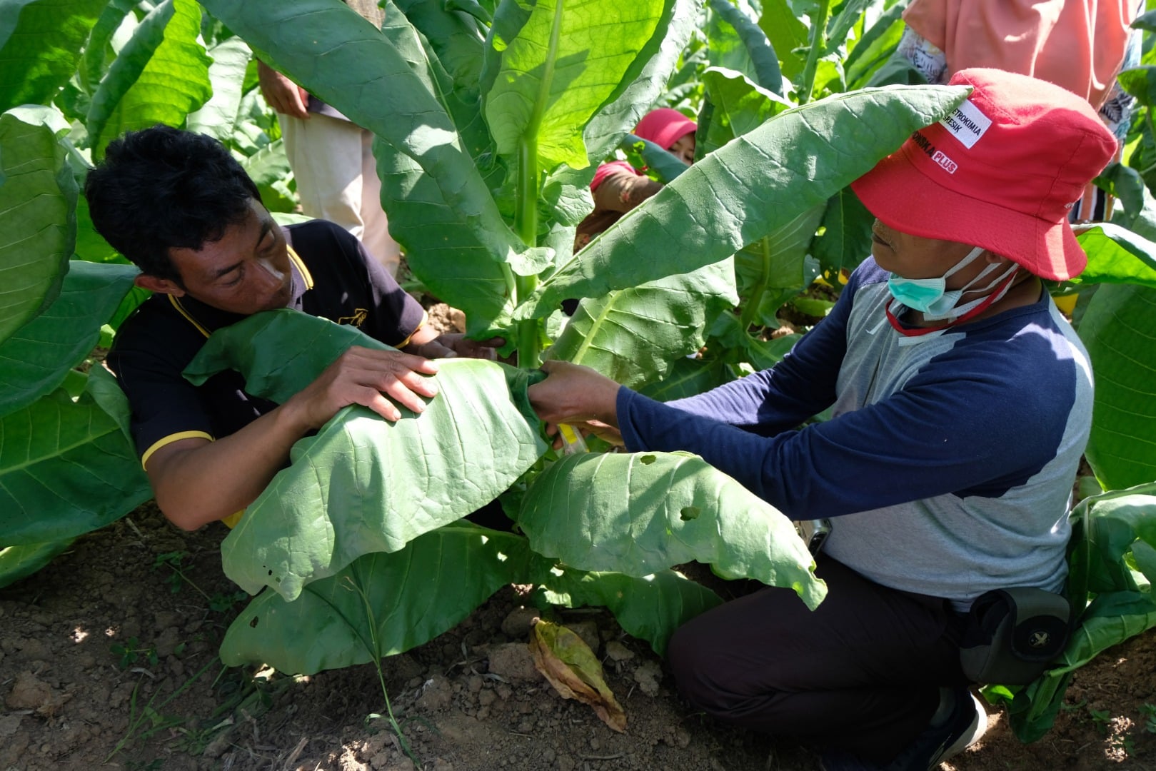 Petugas Balai Penelitian Tanaman Pemanis dan Serat  Malang melakukan identifikasi tanaman tembakau di persawahan Desa Walitelon, Jateng.