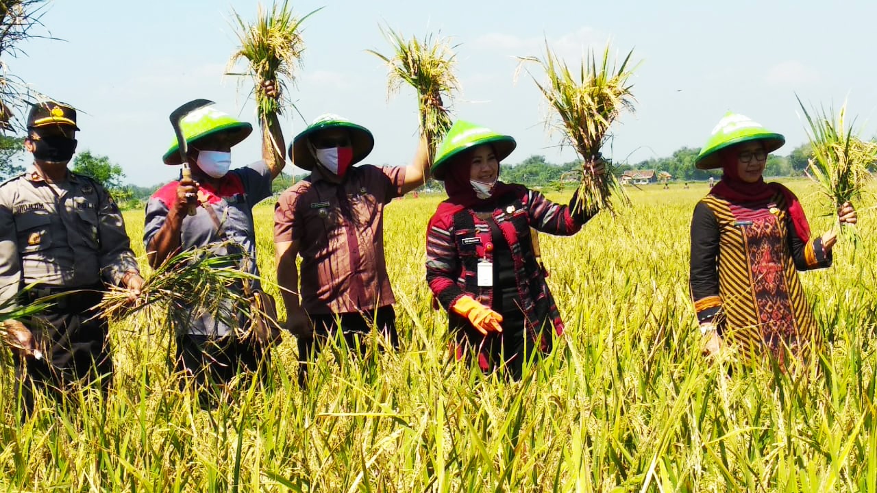 Panen perdana padi Trisakti di Wonosari, Klaten.