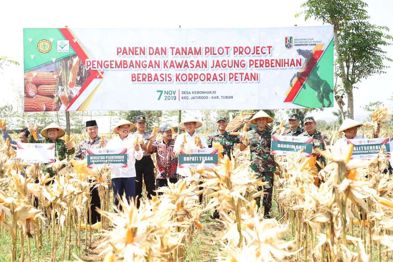 Tuban jadi sentra Pembenihan jagung Nasiona 