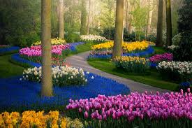 Bunga Keukenhof.