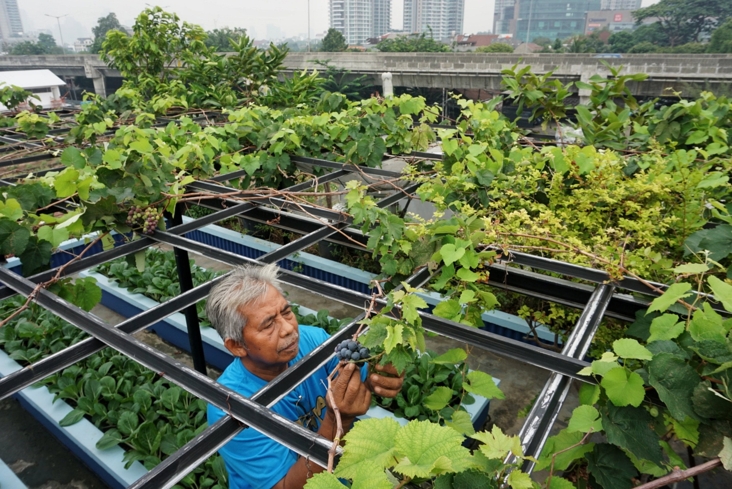 Abdul Rahman, 60, merawat tanamannya di kebun yang berada di atas balkon rumahnya di kawasan Cipete, Kebayoran Baru.