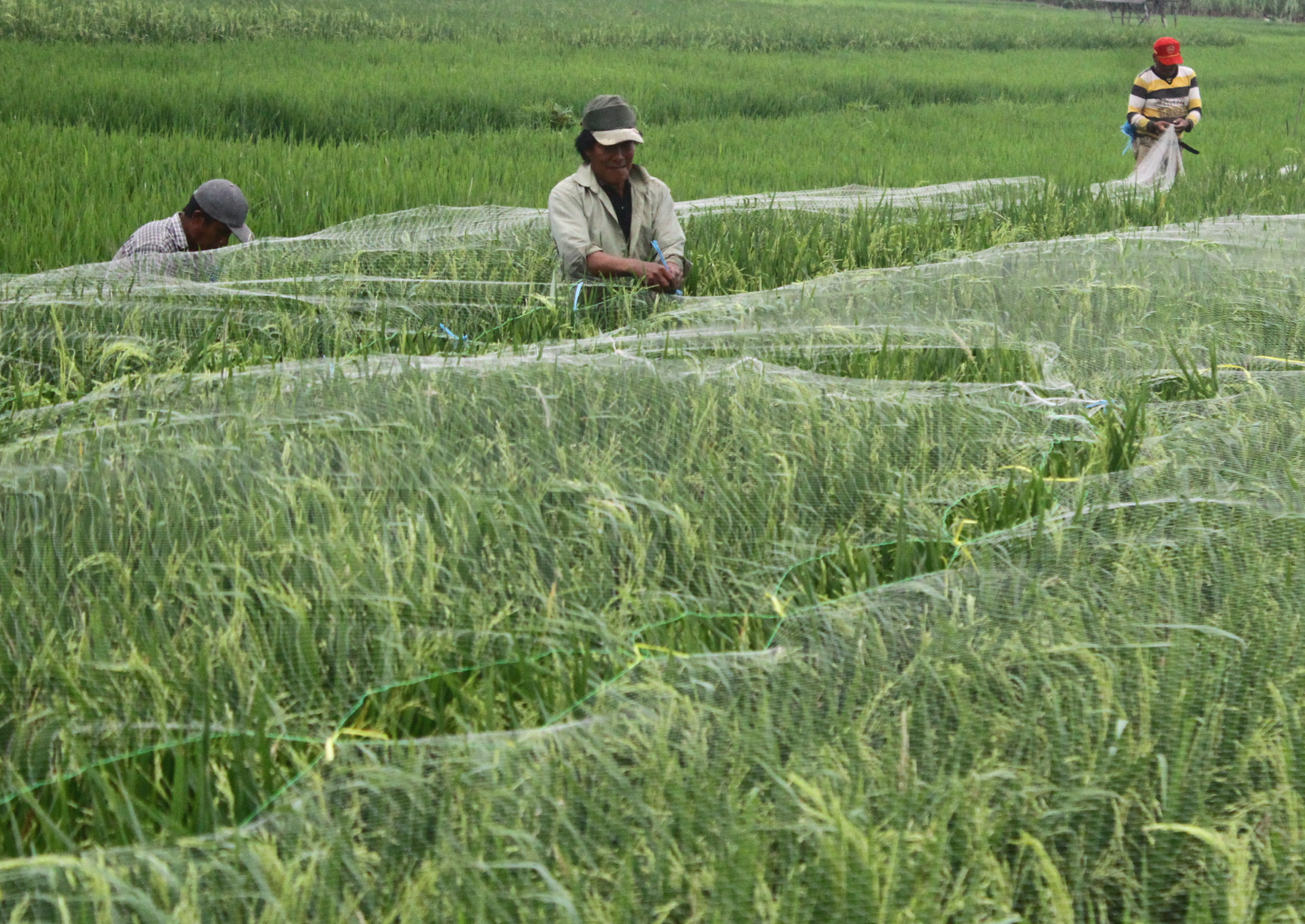 Pro­­duksi tanaman pangan di Malang, Jawa Timur masih aman.