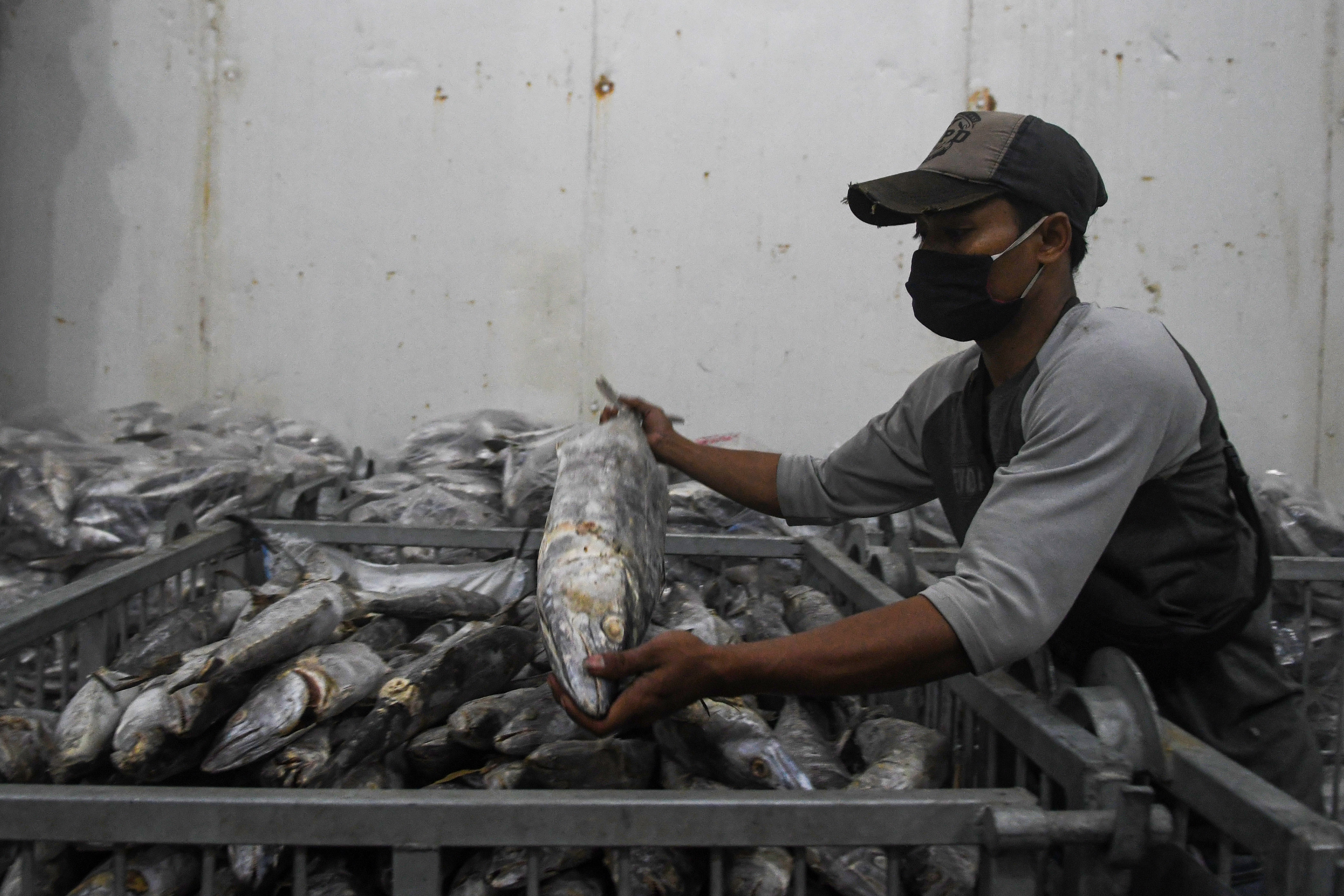 Pekerja mengecek produk perikanan yang akan diekspor ke Tiongkok, di Muara Baru, Jakarta, Sabtu (13/6).