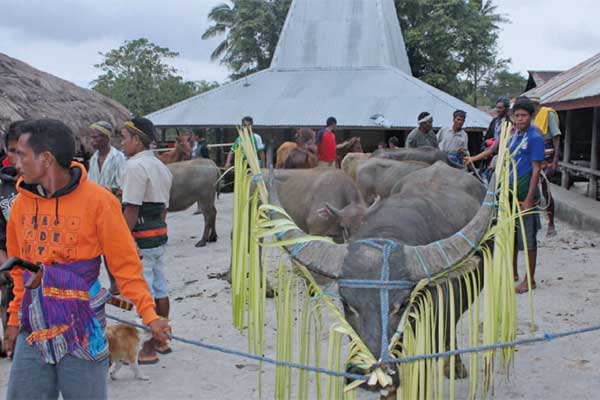 Hewan belis untuk keluarga calon pengantin perempuan