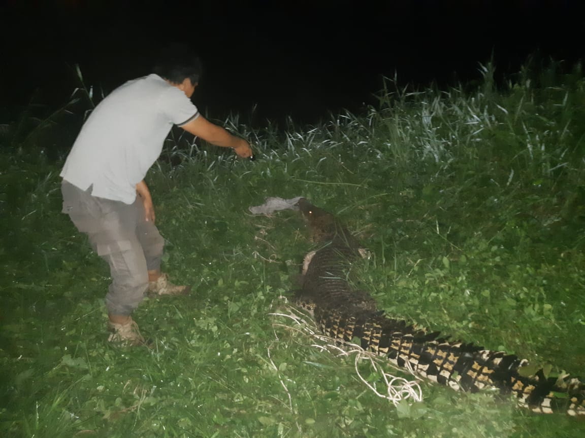 Balai Besar Konservasi Sumber Daya Alam (BBKSDA) Riau mengevakuasi buaya muara (Crocodylus Porosus) 