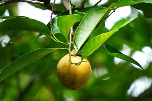 Ditjen Perkebunan menaruh perhatian besar pada peningkatan produksi, produktivitas, dan daya saing produk perkebunan, termasuk pala.