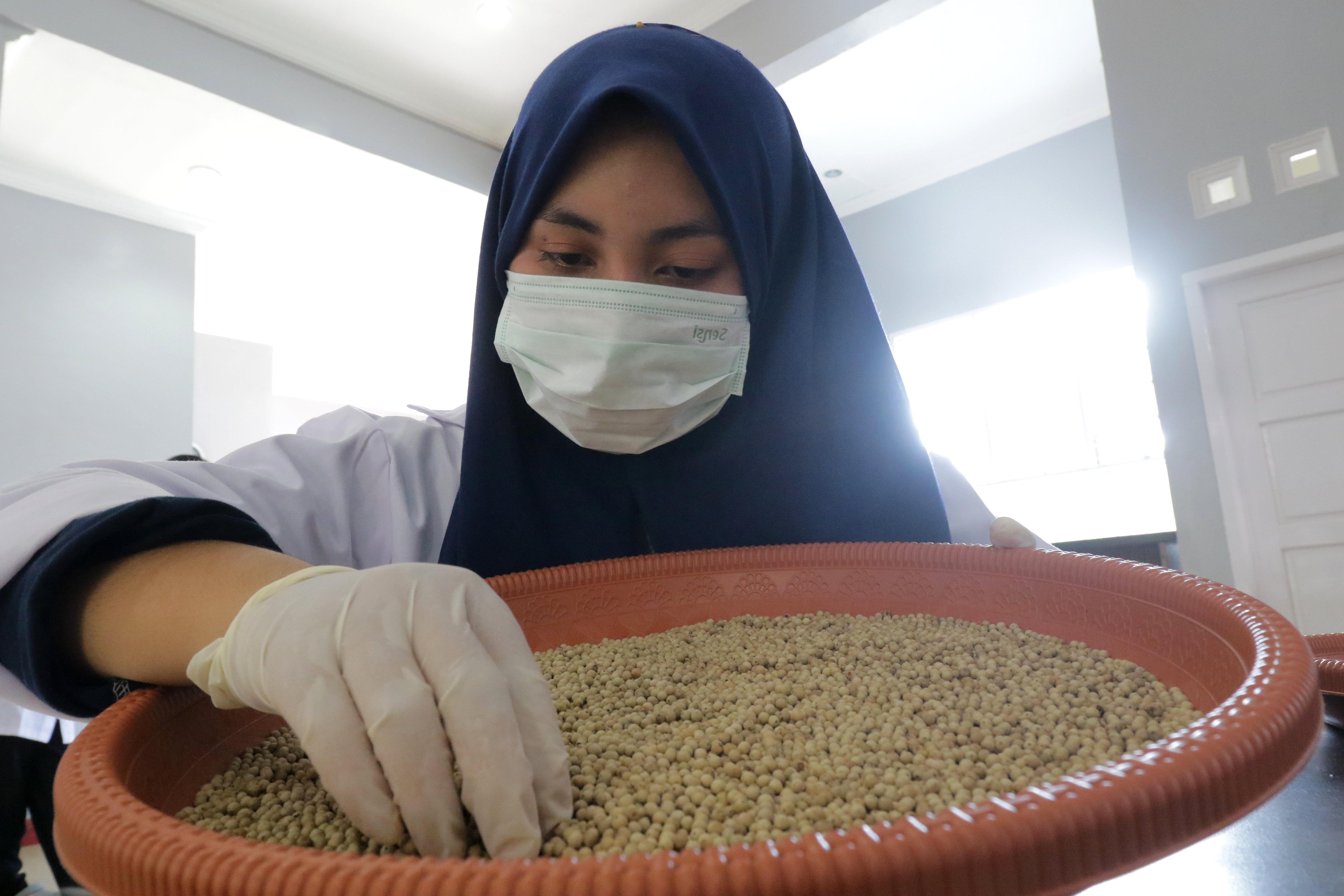  Pekerja memilih biji lada yang akan dikemas di Rumah Lada Berkah Lada Petani Kota Pangkalpinang, Provinsi Babel. Harga lada Babel kini naik