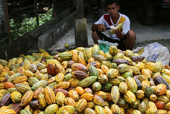 Kakao (Theobroma cacao L.) merupakan salah satu komoditas perkebunan yang sangat rentan terhadap perubahan iklim khususnya curah hujan.