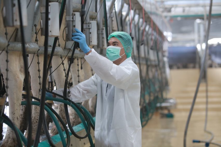 Produksi KIN Yogurt di PT ABC Kogen Dairy