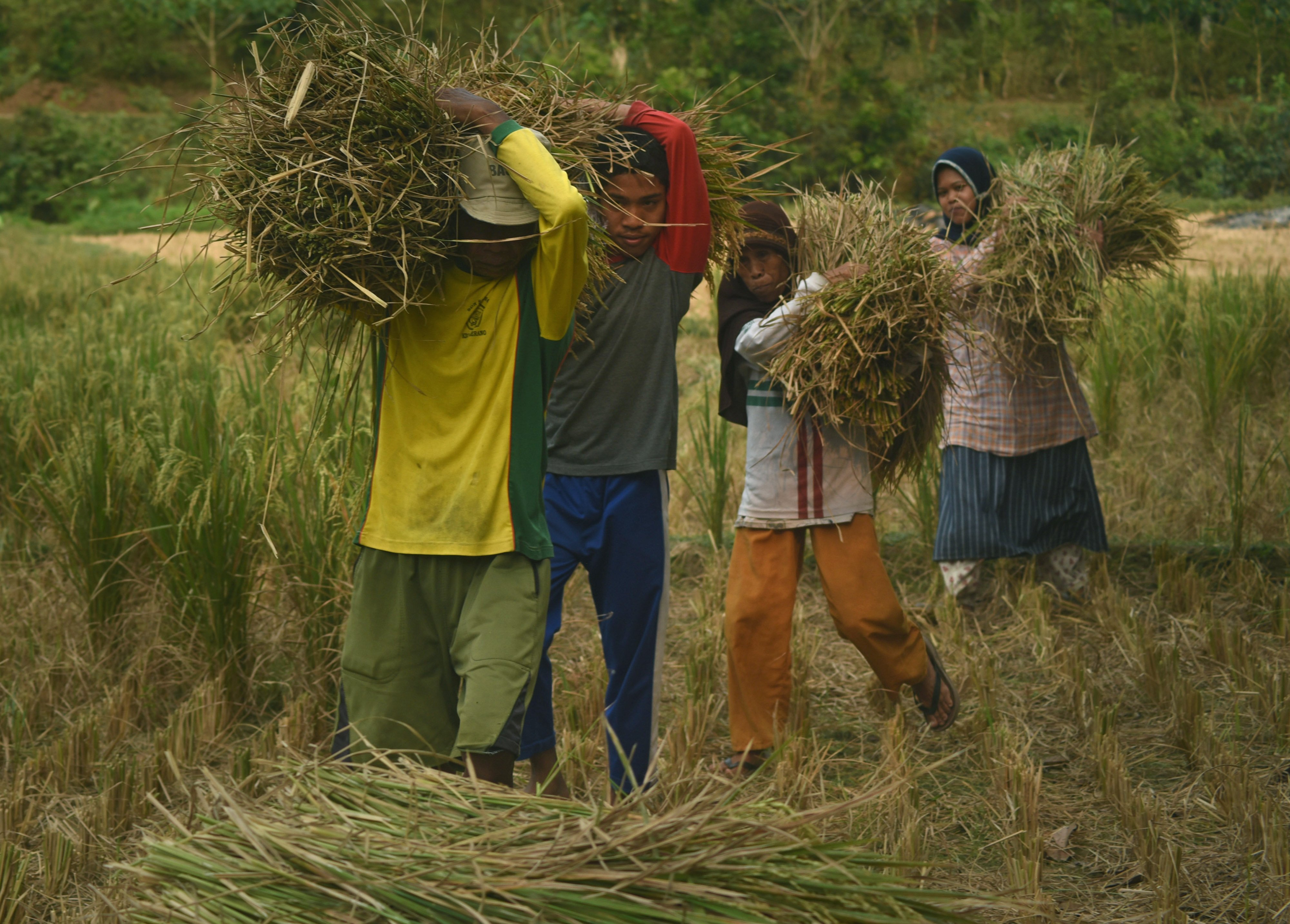Petani sedang memanen padi