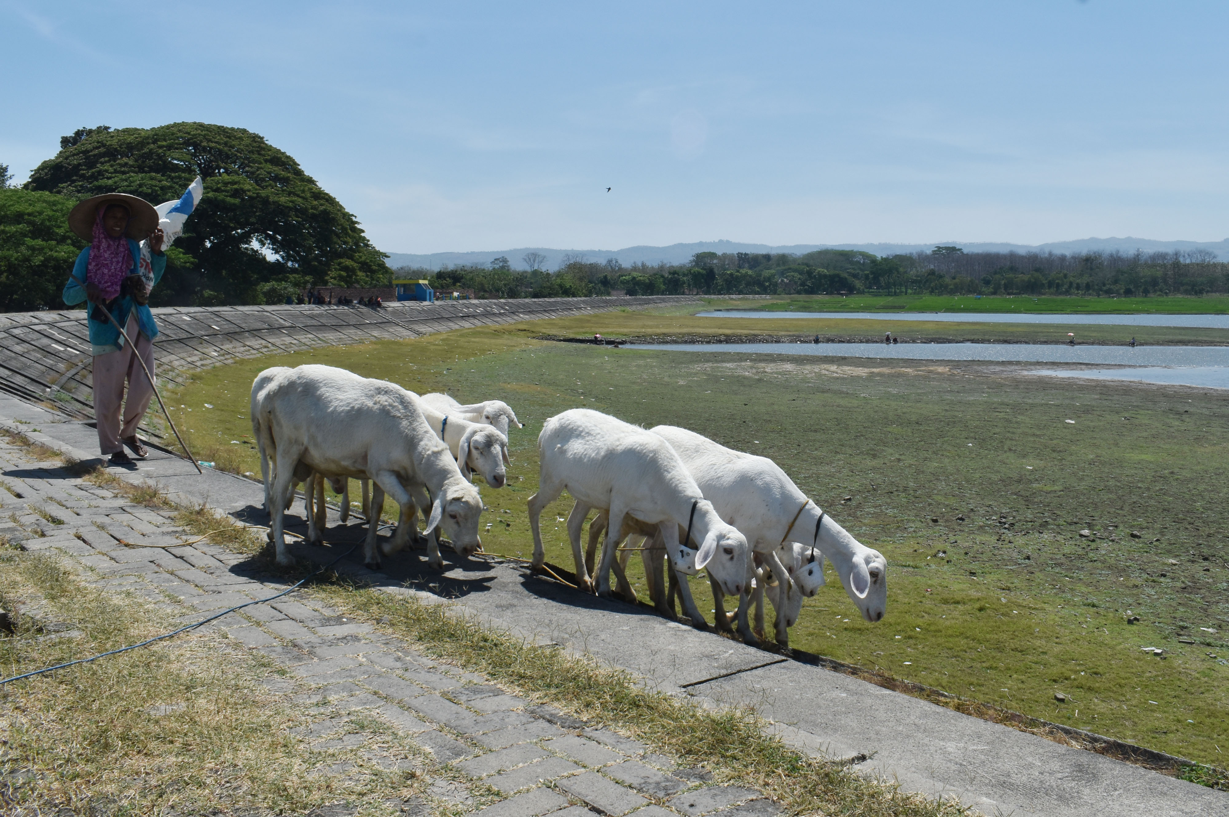 Warga menggembala kambing di kawasan Waduk Notopuro dengan kondisi sebagian dasar waduk mengering dan ditumbuhi rumput di Kab Madiun
