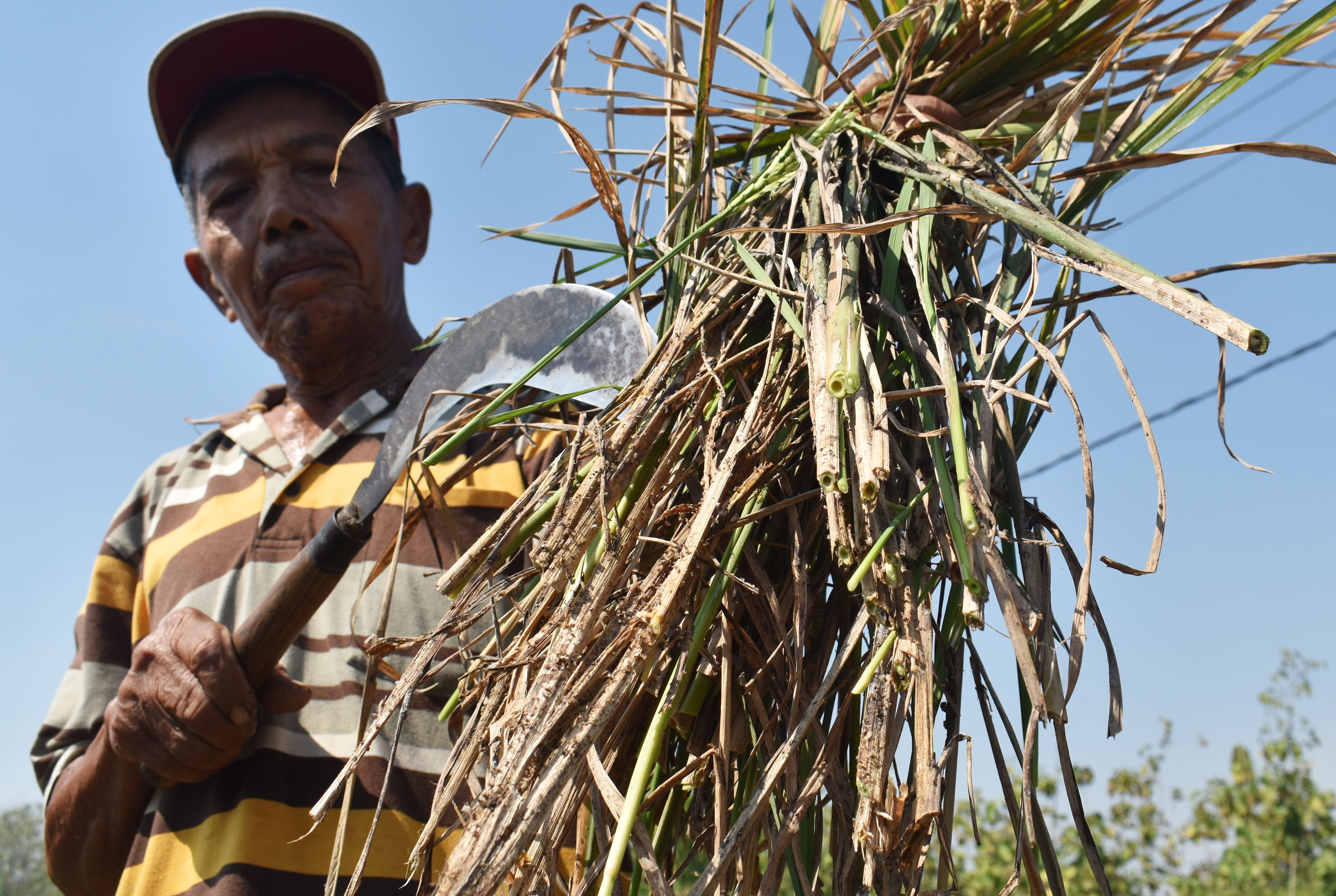 Petani menunjukkan tanaman padi diserang hama wereng.