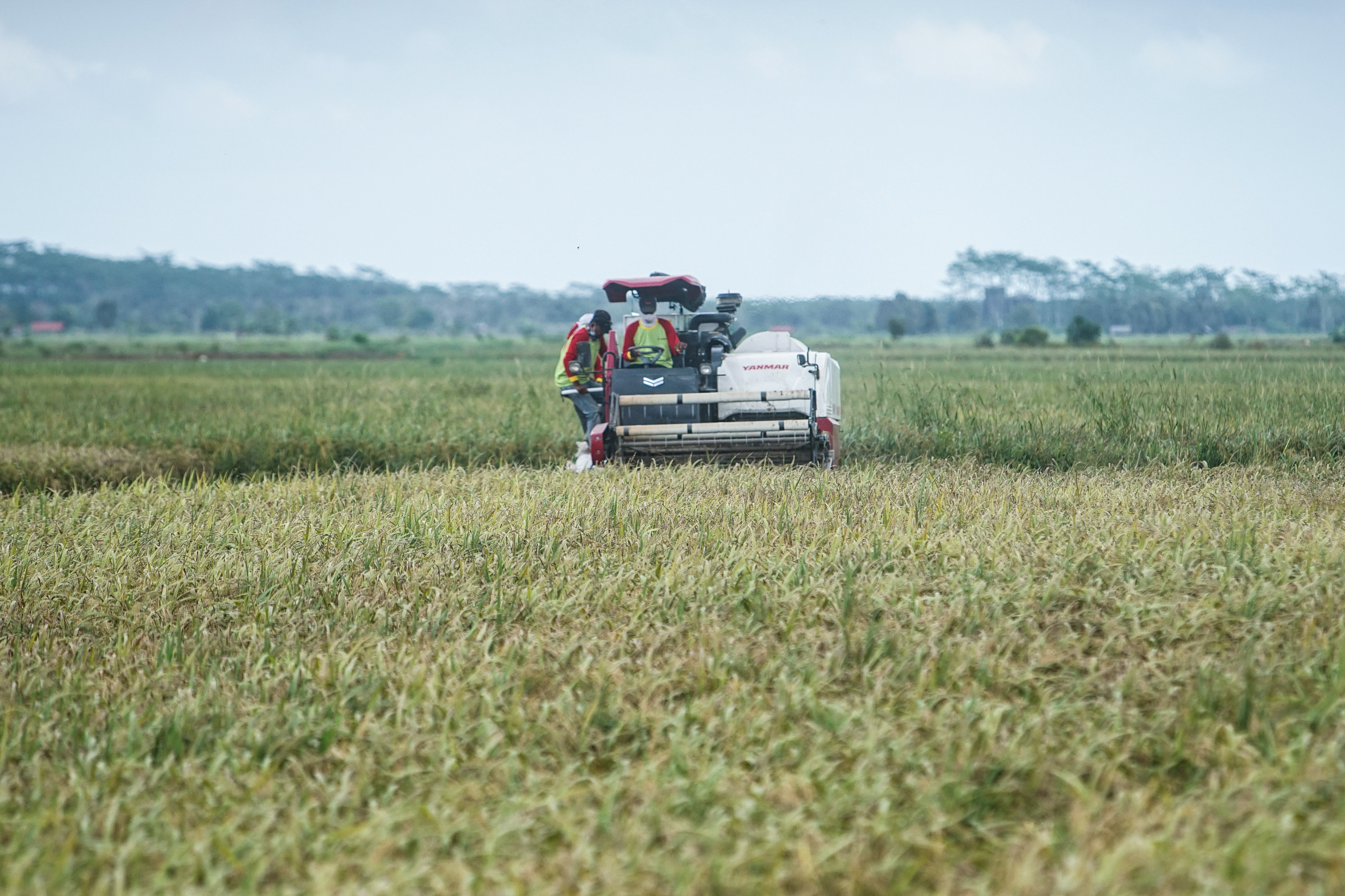 Petani memanen padi di areal persawahan lumbung pangan nasional Food Estate di Desa Belanti Siam, Kabupaten Pulang Pisau, Kalimantan Tengah.