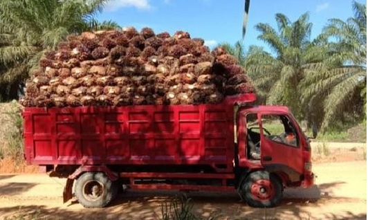 Penurunan terbesar pada kelompok umur 10 – 20 tahun sebesar Rp 50,01 per kilogram.