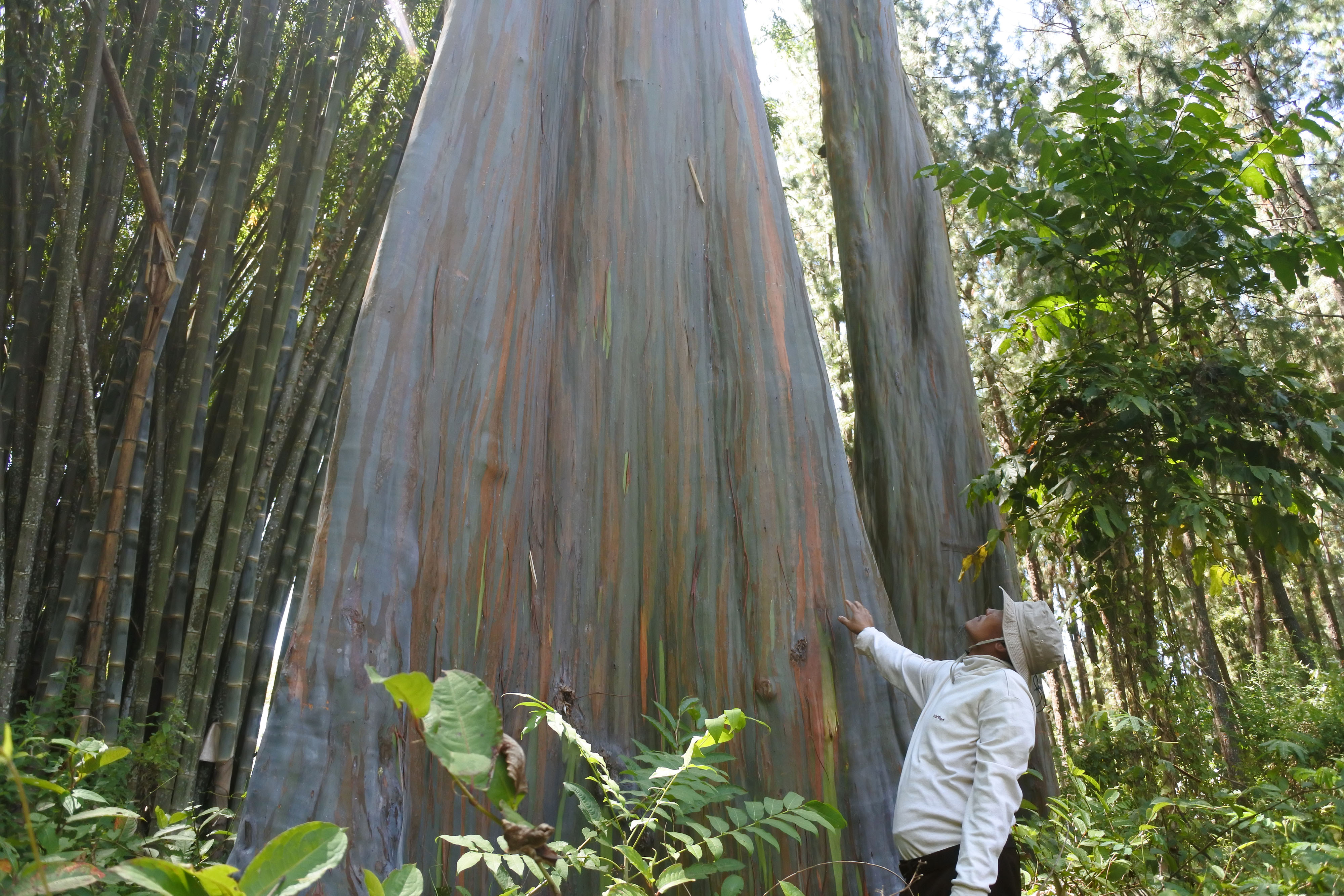 Petugas mengecek pohon Eucalyptus deglupta di Kawasan Hutan Dengan Tujuan Khusus di Desa Sumberwringin,  Bondowoso, Jumat (18/9).