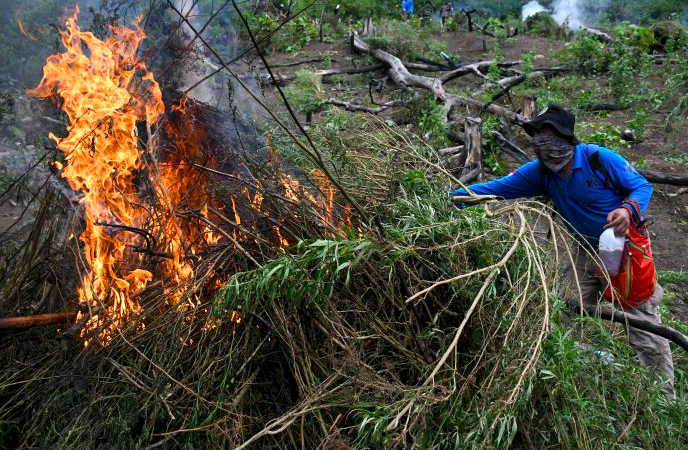 Musnahkan Barang Bukti, Polisi Bakar 197,6 Kg Ganja