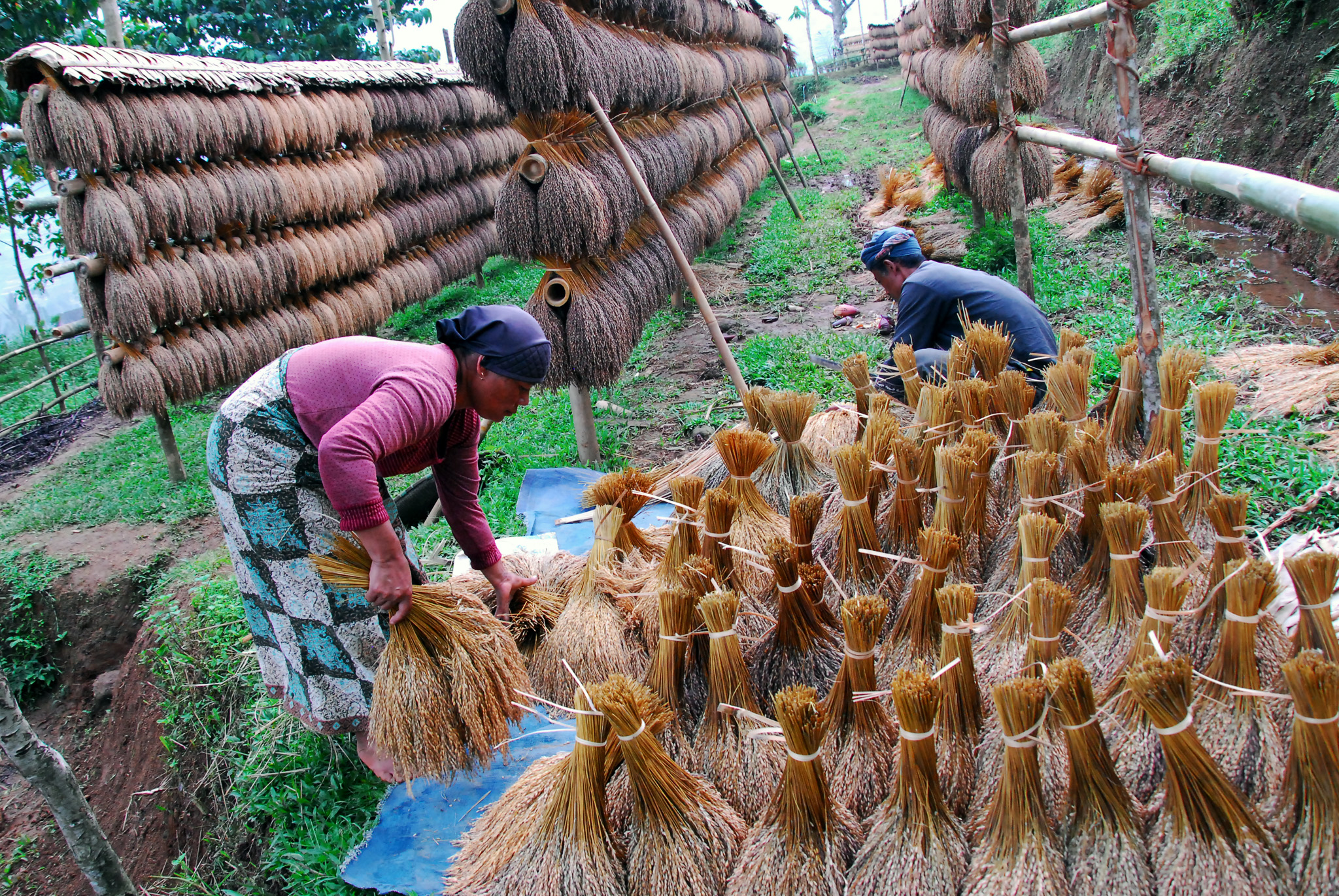 Warga menjemur ikatan padi (pocong) di Kasepuhan Adat Ciptagelar kabupaten Sukabumi, Jawa Barat.