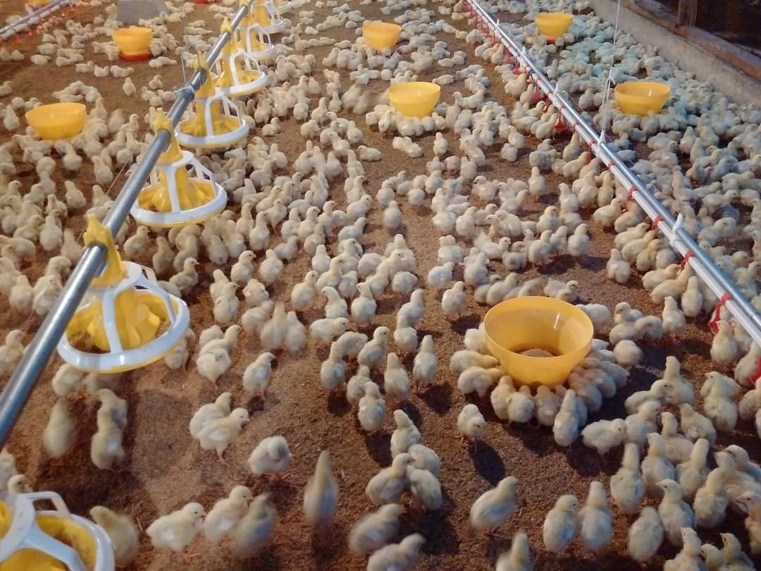 Kementan berupaya untuk menjaga stabilisasi suplai dan harga livebird (ayam hidup) di tingkat peternak. 