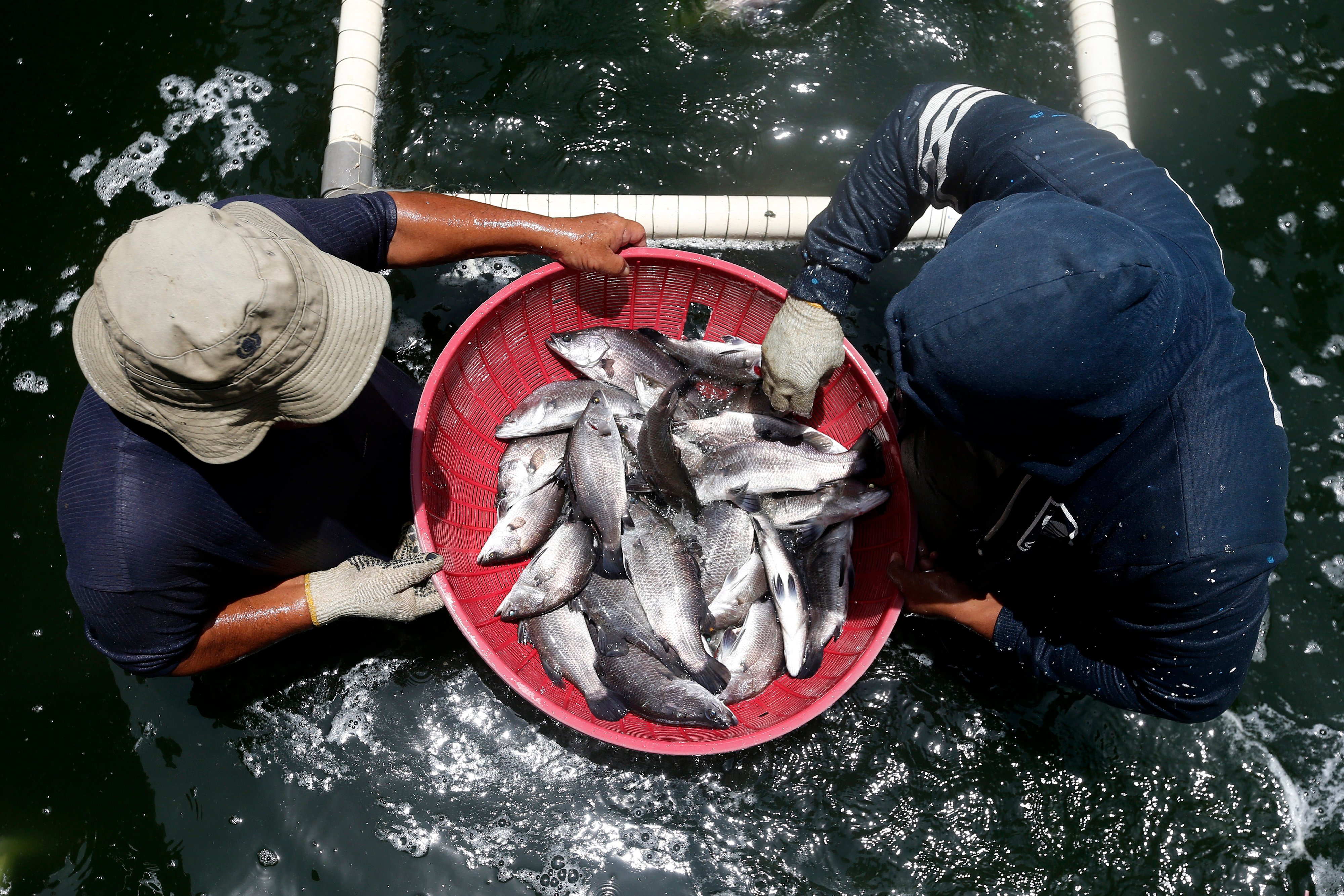 Petugas Balai Perikanan Budidaya Air Payau Ujong Bate KKP memanen ikan kakap putih hasil budidaya di Aceh.
