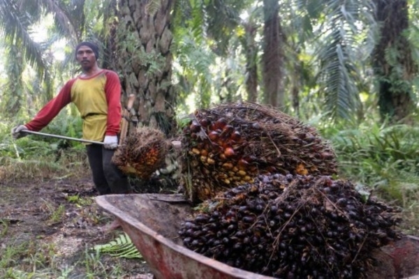 Ilustrasi -- Pekerja mengangkut kelapa sawit yang dipanen.