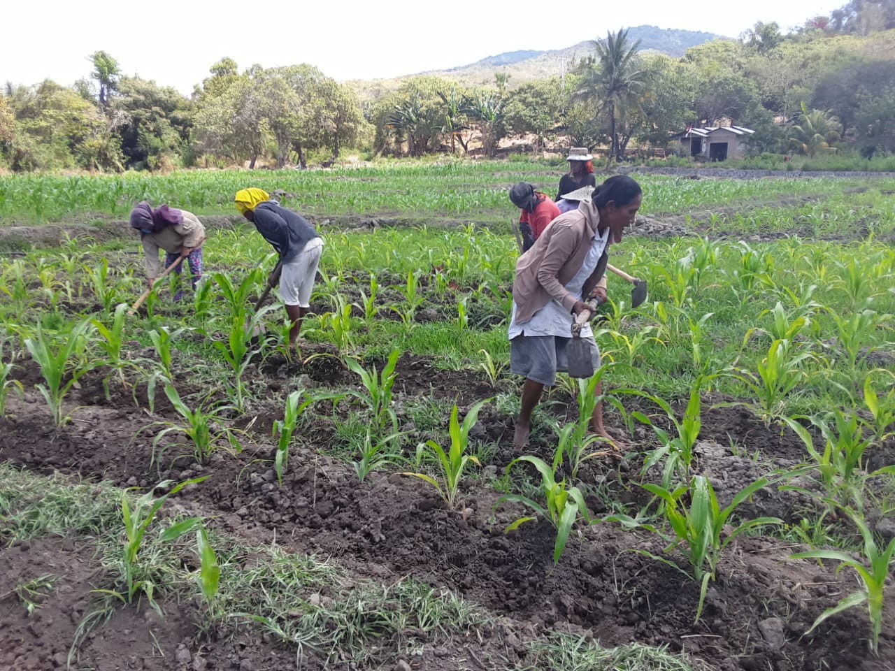 Kelompok Tani Pengorbanan Seorang Ibu Pada Anaknya (Pesipa), yang beranggotakan para janda semangat merawat pertanian menjaga lumbung desa..