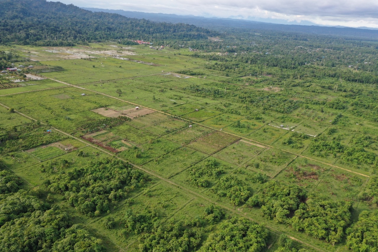 Potensi perkebunan di Teluk Bintuni