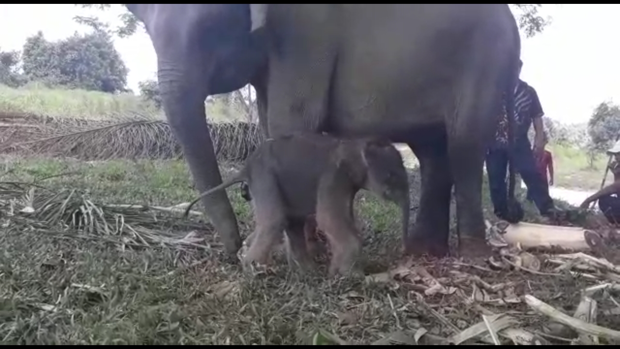 Bayi gajah berjenis kelamin betina yang diberi nama Rizky lahir sekitar pukul 03.00 WIB, Jumat (18/9) dini hari.
