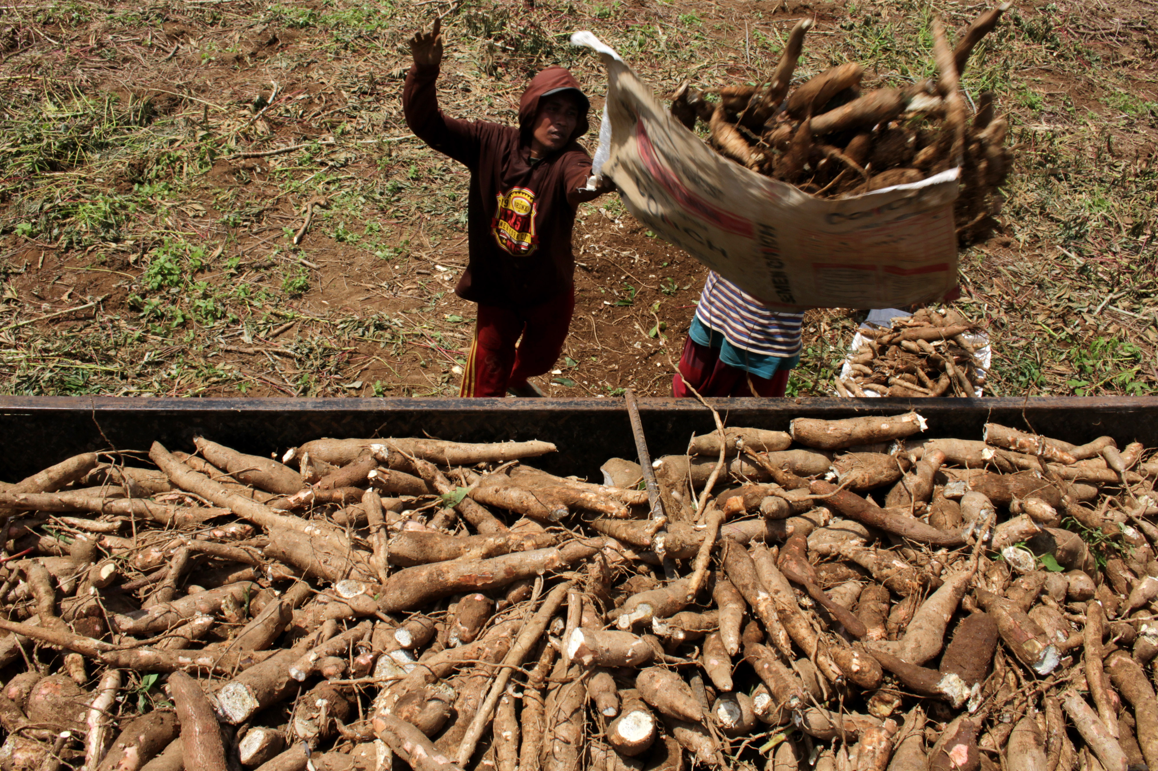 Petani memanen ubi kayu