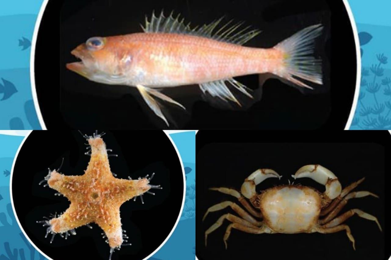 Tiga dari spesies baru biota laut yang berhasil ditemukan LIPI di Selat Sunda.