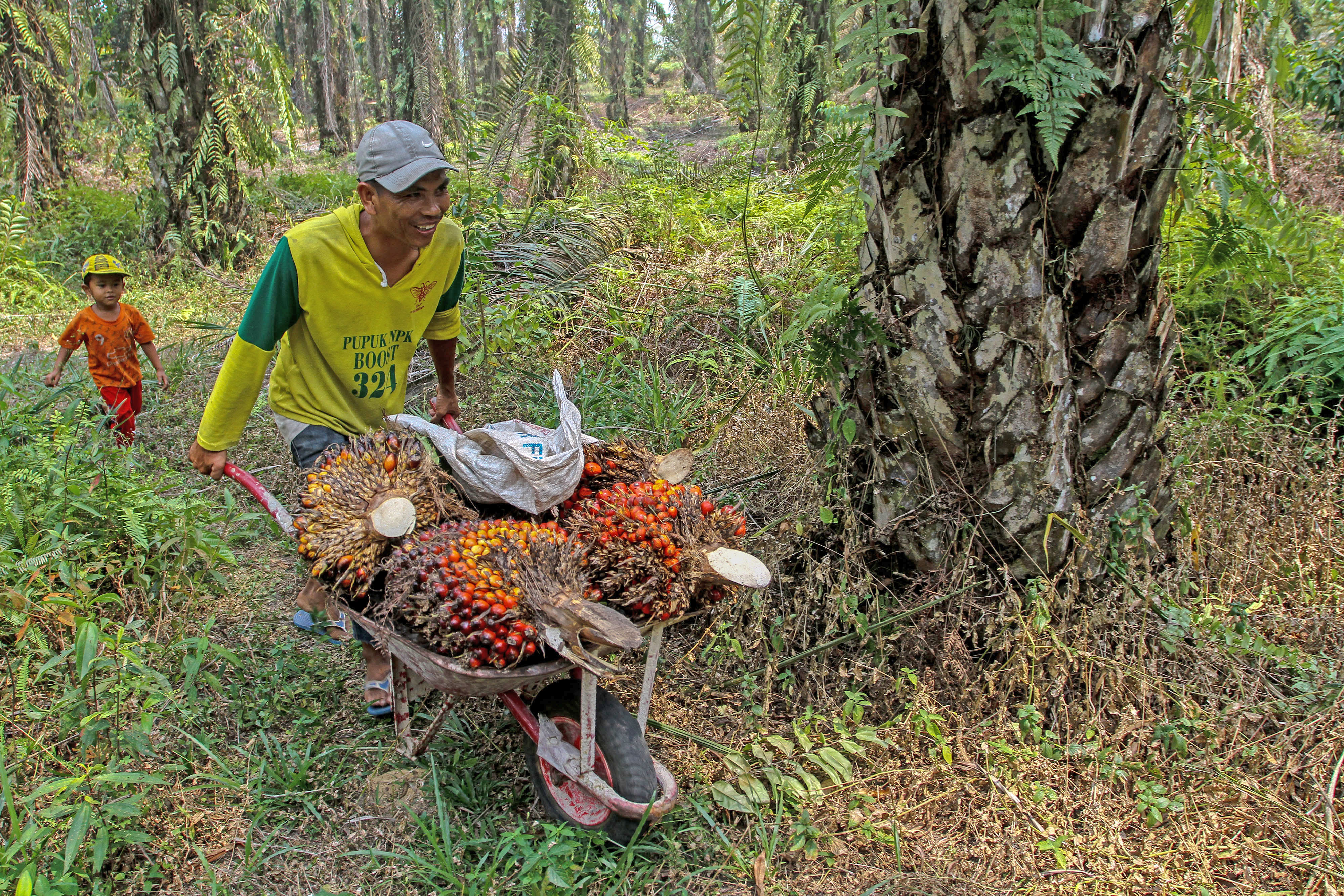 Pekerja membawa tandan buah segar kelapa sawit di kawasan perkebunan Pekanbaru, Riau.