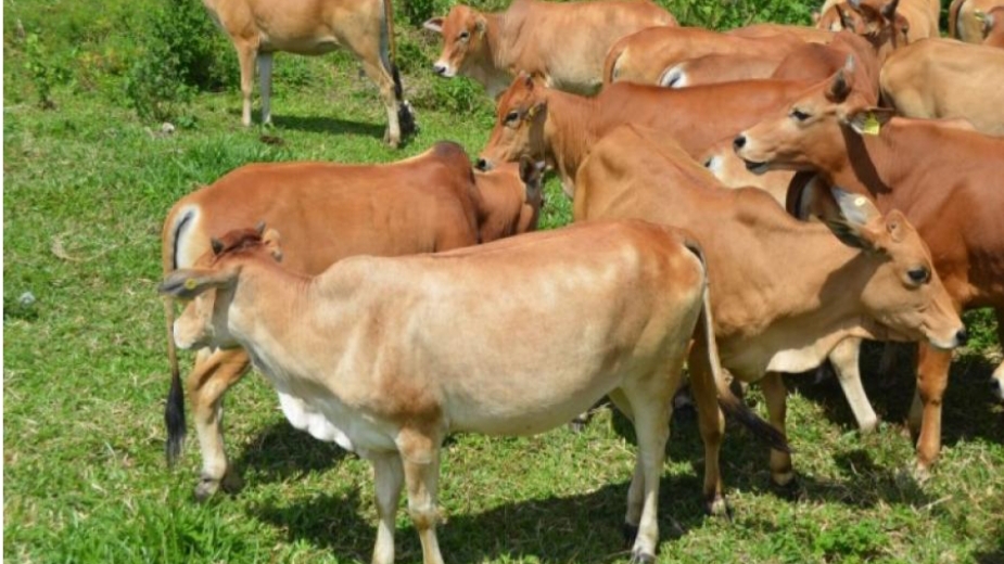 Peternakan sapi. Kementan terus berupaya hadir dalam rangka menjaga kelestarian sumber daya genetik ternak di Indonesia. 