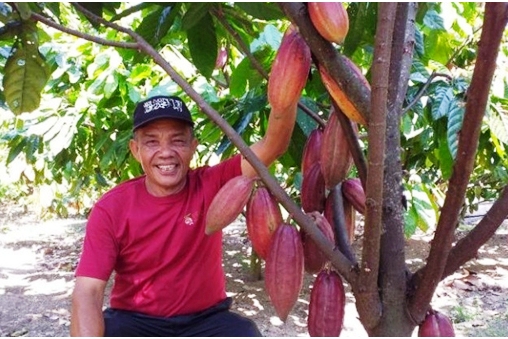 Ini Lho Enam Strategi Petani Kakao Hadapi Perubahan Iklim
