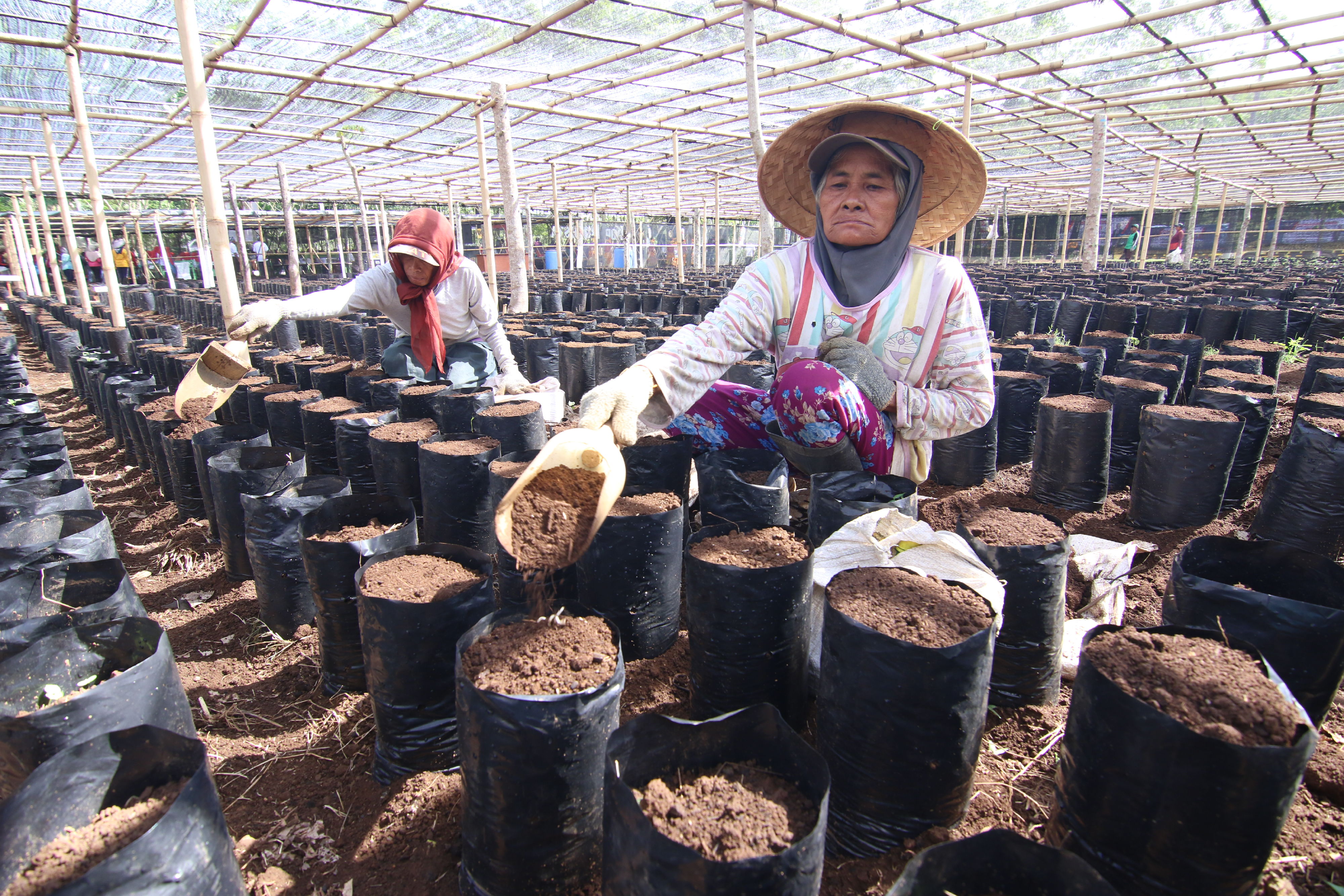 Ilustrasi: Pekerja melakukan aktivitas pembibitan kopi robusta di area pembibitan kopi di PTPN XII Kalibaru, Banyuwangi, Jawa Timur