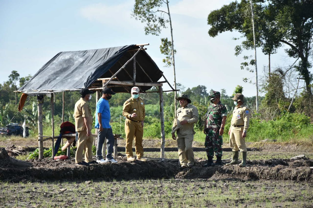 Gubernur Babel Erzaldi Rosman bersama Forkopimda (Forum Koordinasi Pimpinan Daerah) meninjau lahan persawahan di Desa Kerakas, Senin (28/9).