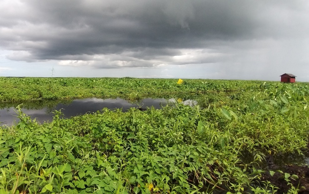 Pembuatan kolam beje sebagai perangkap ikan alami di lahan gambut turut memberi tambahan pendapatan warga. 