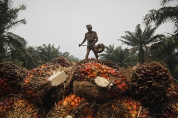 Ilustrasi -- Seorang pekerja mengumpulkan tandan buah sawit di Pelalawan, Riau.