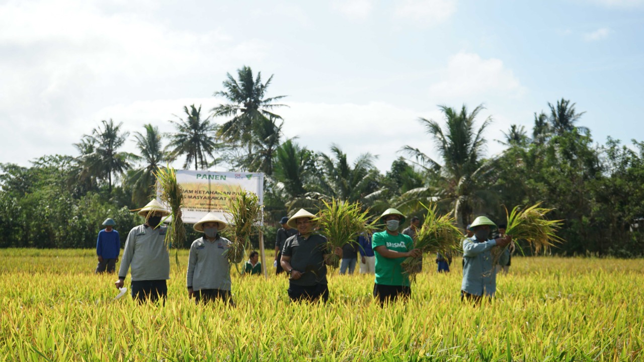 Pelaksanaan panen padi program ketahanan pangan berbasis pesantren di Sukabumi, Jawa Barat.