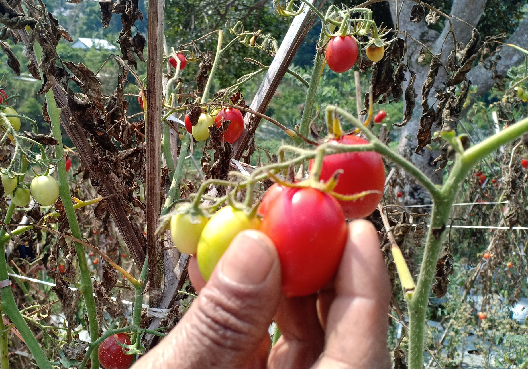  Harga tomat di sentra produksi pertanian Lembang, Kabupaten Bandung Barat anjlok hingga Rp500 perkilogram  